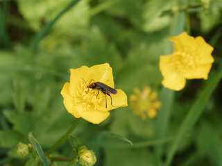 Coléoptère noir et roux, le téléphore moine - Cantharis rustica -  posé sur une fleur jaune de renoncule