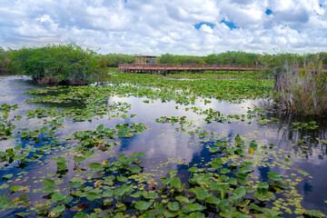 Wetlands of Everglades National Park on a beautiful summer day. Blue sky and soft white clouds...