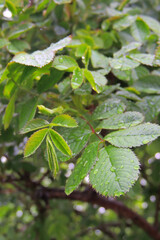 raindrops on the bush