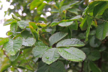 raindrops on the bush