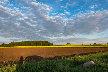 Landscape, summer, fields, blooming rapeseed, photo taken just after sunrise, nice weather, yellow canola, clouds