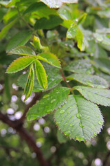 raindrops on the bush