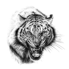 Hand drawn angry tiger portrait, sketch graphics monochrome illustration on white background