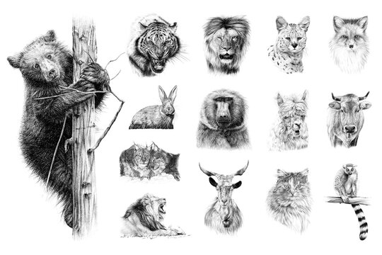 Hand drawn set of 14 animals, sketch graphics monochrome illustration on white background