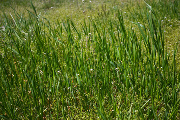 Lush green grass background. Spring scenery. Side view.