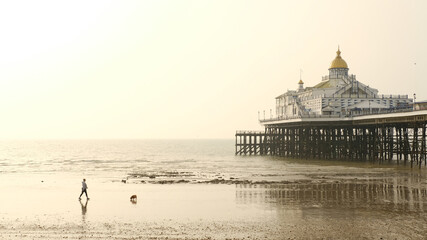 Fototapeta premium Single person walking a dog on the beach