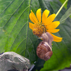 Helix pomatia. grape snail crawling on green leaves. mollusc and invertebrate. delicacy meat and gourmet food. relaxation