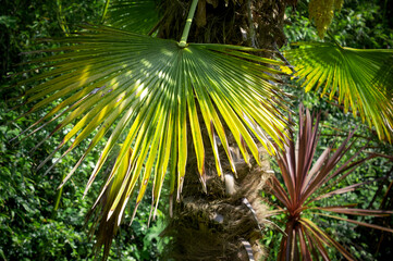 Obraz na płótnie Canvas Palm frond, palm tree, palm leafs 