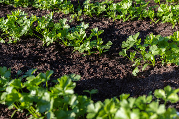 Green fresh parsley grow in garden. Vegetables growing in rows.