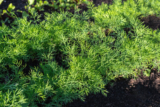 Green fresh dill grow in garden. Vegetables growing in rows.