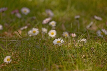 Gänseblümchen