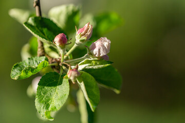 Apple tree flower close-up. Apple orchard in bloom. Beautiful pink and white apple tree flowers. Flowers and buds of apple tree on a blurred background. Malus domestica flower. 