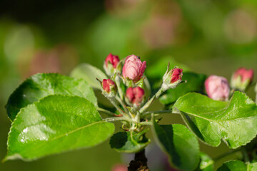Obraz na płótnie Canvas Apple tree flower close-up. Apple orchard in bloom. Beautiful pink and white apple tree flowers. Flowers and buds of apple tree on a blurred background. Malus domestica flower. 