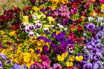 Beautiful garden full of colorful pansies on a bright, sunny spring day - obrazy, fototapety, plakaty
