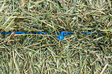 Closeup of baled hay with blue plastic twine. - obrazy, fototapety, plakaty