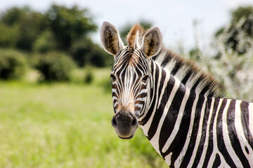 Fototapeta na wymiar Wild African Zebra in the Okavango delta in Botswana