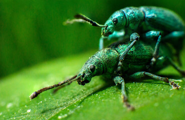 turquoise weevils mate on a leaf, incredible wildlife