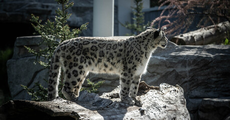 portrait of a noble snow leopard, incredible wildlife