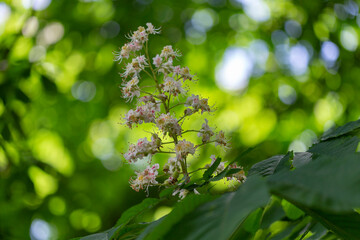 Aesculus hippocastanum, the horse chestnut is a species of flowering plant in the family Sapindaceae. Blossoming chestnut tree in spring. Aesculus hippocastanum. Aesculus hippocastanum blossoming tree