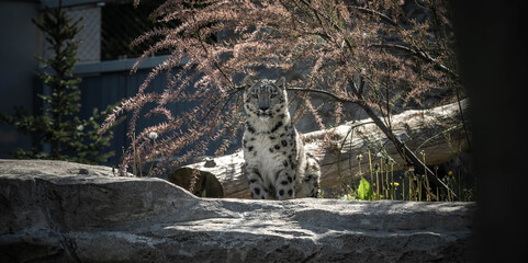 portrait of a noble snow leopard, incredible wildlife
