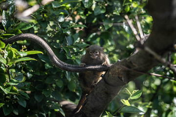 little marmoset monkey sitting on a branch, incredible wildlife
