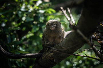 little marmoset monkey sitting on a branch, incredible wildlife