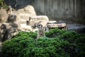 cute little meerkat is on the alert, incredible wildlife