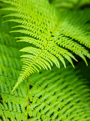Green foliage background, fern leaves closeup