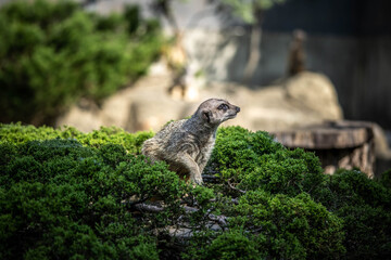 cute little meerkat is on the alert, incredible wildlife