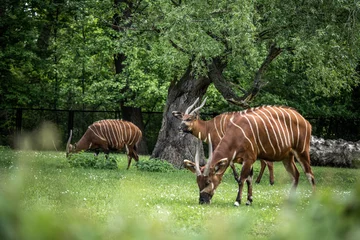 Fotobehang bongo antelope eating juicy grass, incredible wildlife © Olexandr