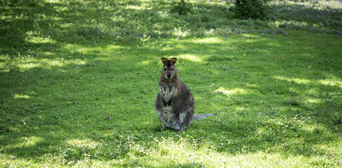 Obraz na płótnie Canvas cute little marsupial sitting on the green lawn, incredible wildlife
