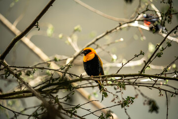 beautiful weaver bird sitting on a branch, incredible wildlife