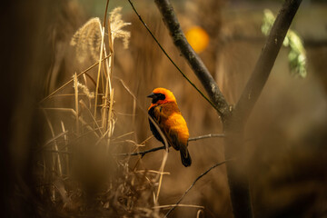 beautiful weaver bird sitting on a branch, incredible wildlife