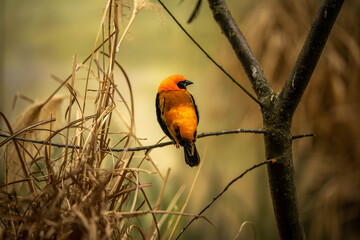 beautiful weaver bird sitting on a branch, incredible wildlife