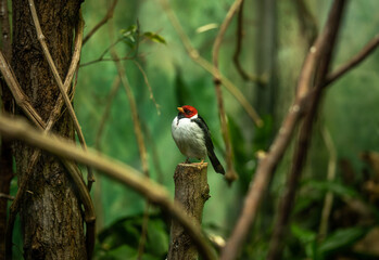 beautiful little bird with a red head in the green thicket, incredible wildlife
