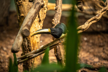 beautiful colorful toucan sitting on a branch, incredible wildlife