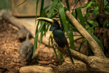 beautiful colorful toucan sitting on a branch, incredible wildlife