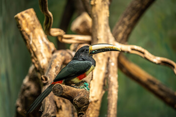 beautiful colorful toucan sitting on a branch, incredible wildlife