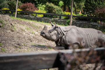Naklejka premium portrait of a massive beautiful rhinoceros, incredible wildlife