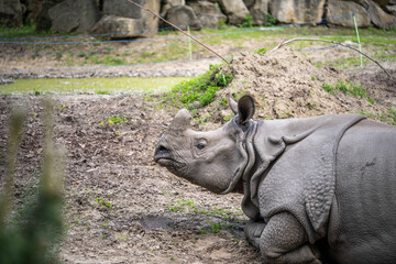 Fototapeta premium portrait of a massive beautiful rhinoceros, incredible wildlife