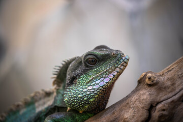 portrait of an incredibly beautiful colorful agama, incredible wildlife