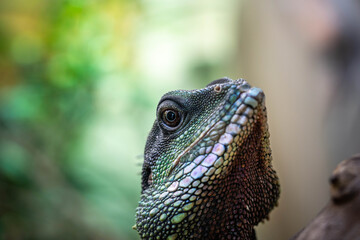 portrait of an incredibly beautiful colorful agama, incredible wildlife