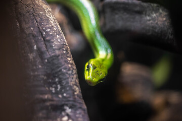 the green snake lurks in the branches, incredible wildlife