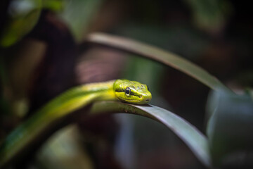 the green snake lurks in the branches, incredible wildlife