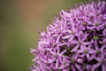 Allium blooms incredibly beautifully, selective focus, incredible wildlife