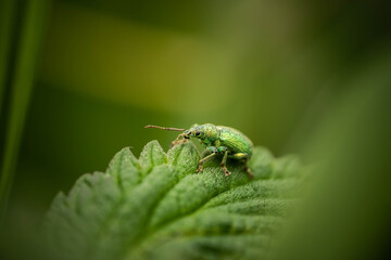 green weevil on a leaf, incredible wildlife