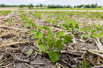 Wide view of soybean seedlings growing between corn stalks on a farm.