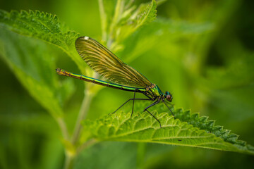 colorful dragonfly on a plant on a summer, incredible wildlife