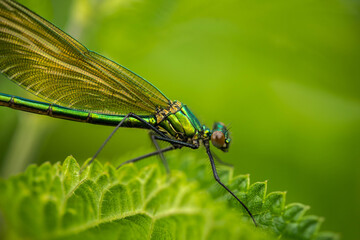 colorful dragonfly on a plant on a summer, incredible wildlife