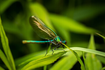 colorful dragonfly on a plant on a summer, incredible wildlife